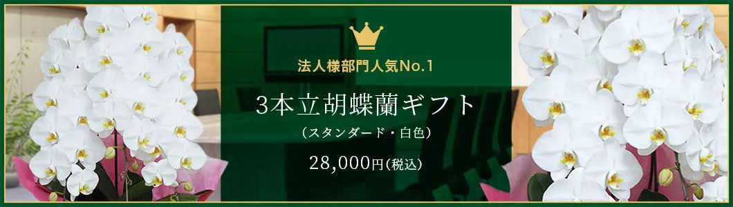 法人様部門人気No.1 3本立胡蝶蘭ギフト（スタンダード・白色）28,000円（税込）