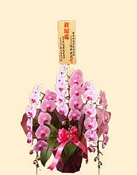 木札(レギュラー)