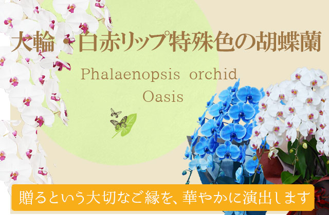 MSサイズ