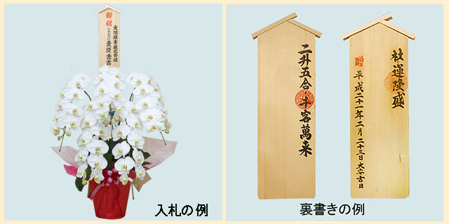 蘭様 5点おまとめ 胡蝶蘭スペシャル白色5本立/胡蝶蘭の販売、通販、お祝い、贈答