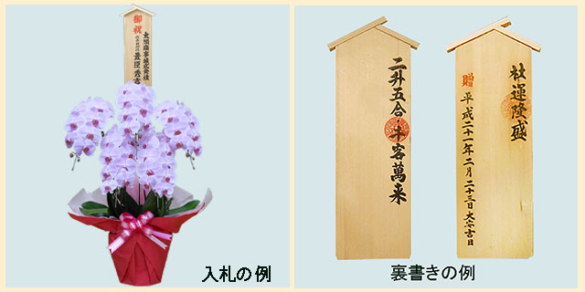 胡蝶蘭スペシャルピンク色5本立/胡蝶蘭の販売、通販、お祝い