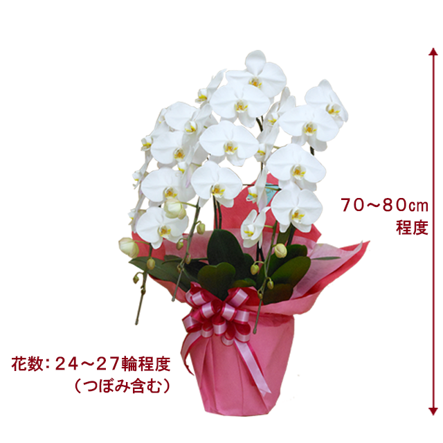 胡蝶蘭（花終わり）を育てていただける方へ【引取限定】 (空