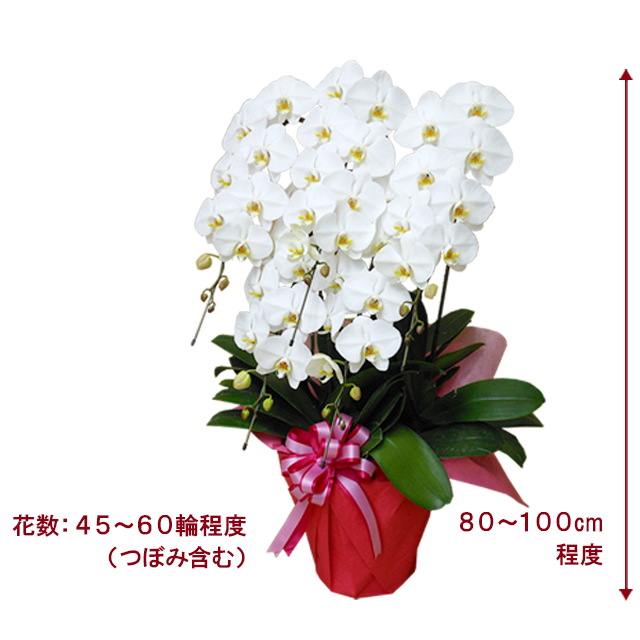 胡蝶蘭プレミアム白色5本立/胡蝶蘭の販売、通販、お祝い、贈答