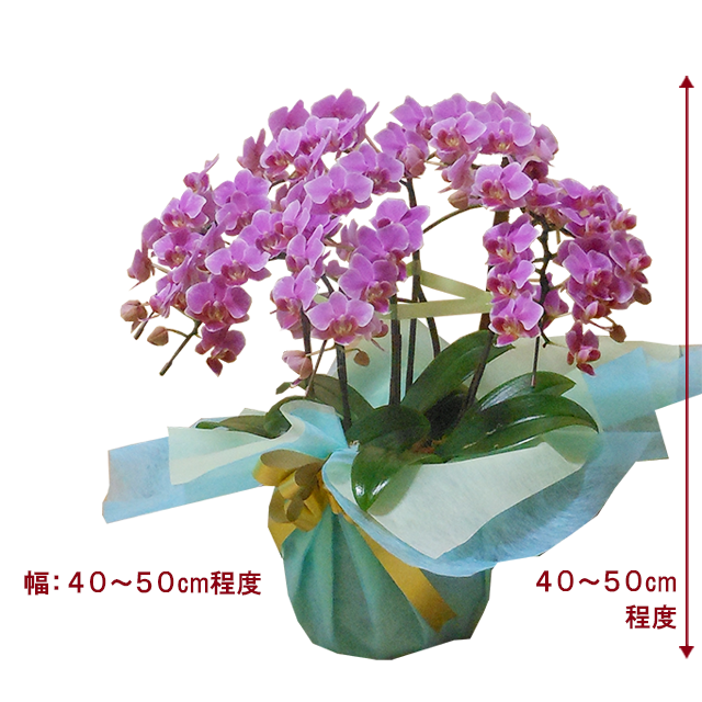 オンラインショップ 就任祝い 結婚記念 設立祝い 記念日ギフト 華やか ３５輪以上 ５本立ち ピンクミディ 胡蝶蘭 小さいながらも上品なピンクミディ胡蝶 蘭です 退職祝い 愛情 清純 花 鉢植え 新築祝い 生花 Kamalus Com