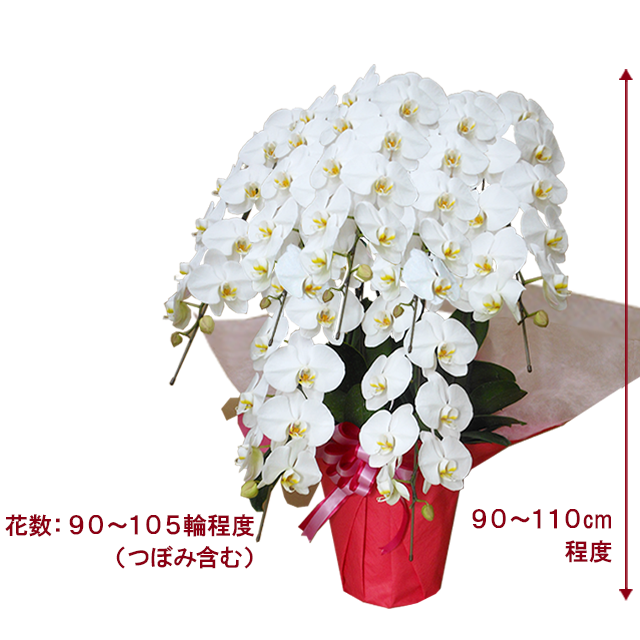 胡蝶蘭プラチナ白色7本立/胡蝶蘭の販売、通販、お祝い、贈答、ギフトの