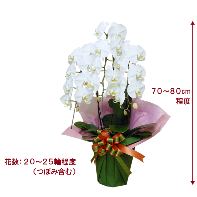 ♡muguet♡無言OK商品！お買い得品！！華やかな色合いの胡蝶蘭3本立ち ♡muguet♡無言OK様専用商品！お買い得品！！華やかな色合いの胡蝶蘭