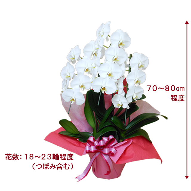 お買い得胡蝶蘭まとめて13株セット SALE！胡蝶蘭お買い得セット | 胡蝶蘭専門店 はなやか本店