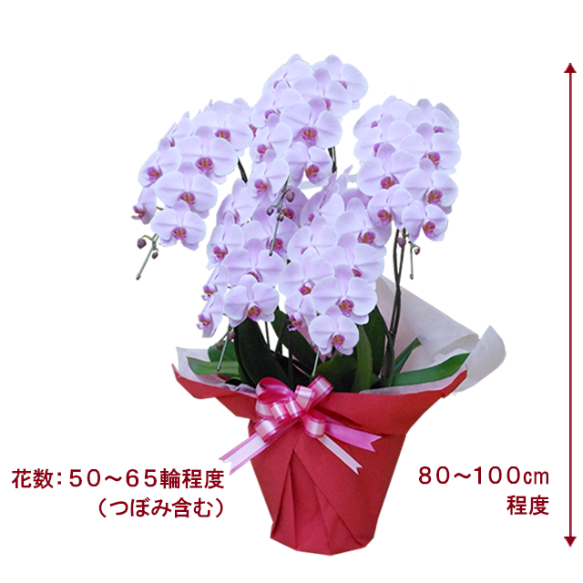 胡蝶蘭スペシャルピンク色5本立/胡蝶蘭の販売、通販、お祝い 胡蝶蘭スペシャルピンク色5本立/胡蝶蘭の販売、通販、お祝い
