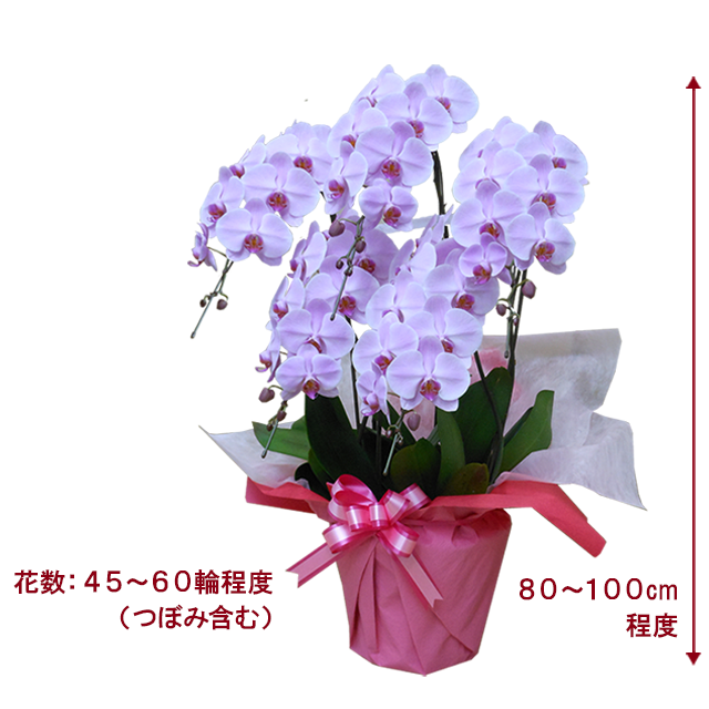 バラとピンク胡蝶蘭の豪華エレガント特大リース♪♪☆* pinkhello-1_0001.jpg?1740641126