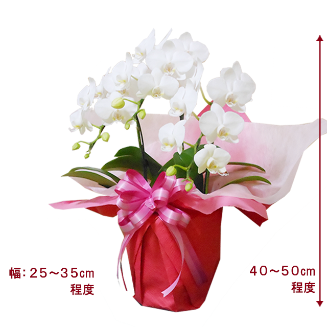 胡蝶蘭ミディ3本立白色/胡蝶蘭の販売、通販、お祝い、贈答