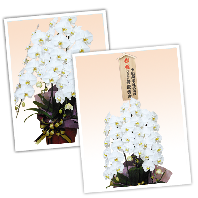 胡蝶蘭デラックス白色3本立/胡蝶蘭の販売、通販、お祝い、贈答 胡蝶蘭デラックス白色3本立/胡蝶蘭の販売、通販、お祝い、贈答