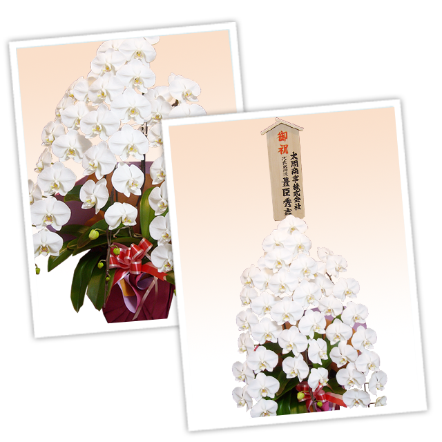 胡蝶蘭プレミアム白色3本立/胡蝶蘭の販売、通販、お祝い、贈答
