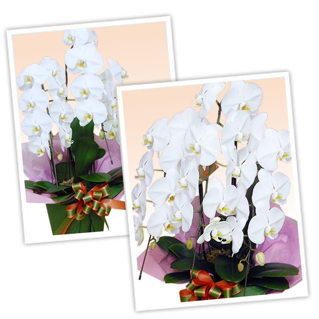 ♡muguet♡無言OK商品！お買い得品！！華やかな色合いの胡蝶蘭3本立ち 胡蝶蘭 3本立ち白42輪以上 [304]の通販 | ヒカル・オーキッド