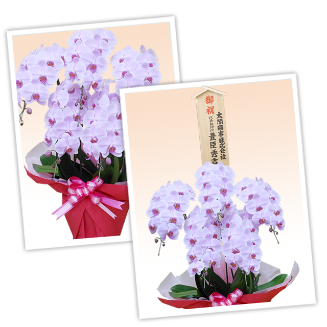 お値下中☆PLUMERIA※プロフ必読様 リクエスト 5点 まとめ商品 楽天市場】☆セール20％OFF☆[アモスタイル]きゅっと寄せブラ