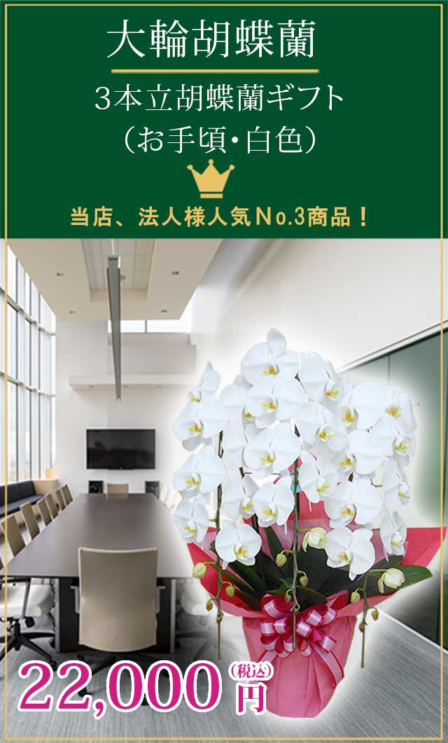 胡蝶蘭お手頃白色3本立/胡蝶蘭の販売、通販、お祝い、贈答