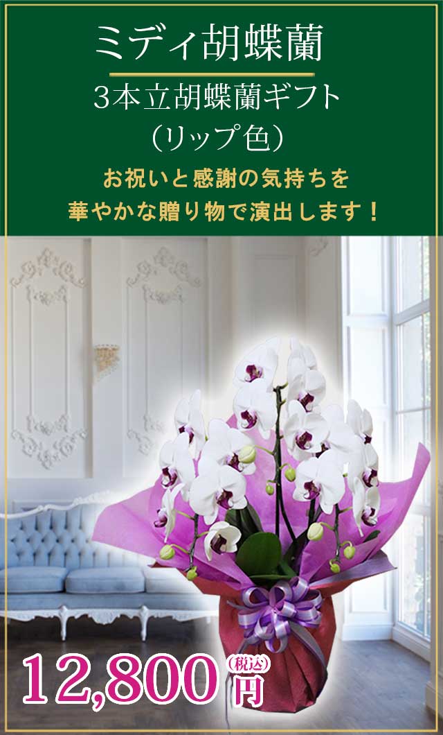 SALE／69%OFF】 高さ約40〜50cm 胡蝶蘭 リップ色 ミディ ３本立胡蝶蘭ギフト 鉢花