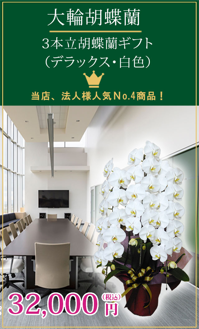 胡蝶蘭デラックス白色3本立 胡蝶蘭の販売 通販 お祝い 贈答 ギフトのオアシス 胡蝶蘭デラックス白色3本立 胡蝶蘭の販売 通販 お祝い 贈答 ギフトのオアシス