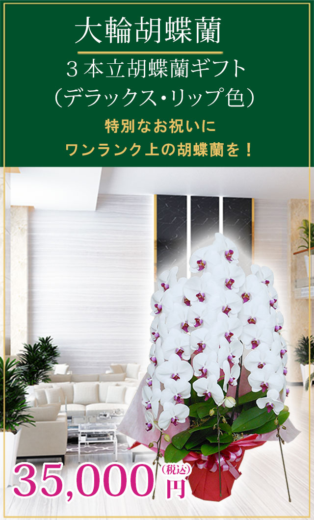 胡蝶蘭デラックスリップ色3本立/胡蝶蘭の販売、通販、お祝い
