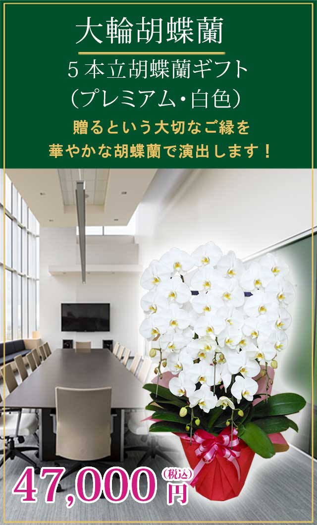 胡蝶蘭プレミアム白色5本立/胡蝶蘭の販売、通販、お祝い、贈答