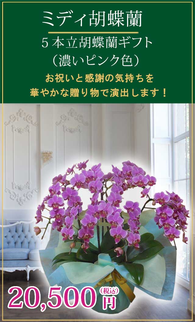 新作ウエア 小さいながらも上品なピンクミディ胡蝶蘭です 胡蝶蘭 愛情 清純 花 鉢植え 新築祝い 退職祝い 就任祝い 結婚記念 設立祝い 記念日ギフト 華やか 35輪以上 5本立ち ピンクミディ 生花 Cityofalamosa Org 新作ウエア 小さいながらも上品なピンクミディ胡蝶蘭です 胡蝶蘭 愛情 清純 花 鉢植え 新築祝い 退職祝い 就任祝い 結婚記念 設立祝い 記念日ギフト 華やか 35輪以上 5本立ち ピンクミディ 生花 Cityofalamosa Org
