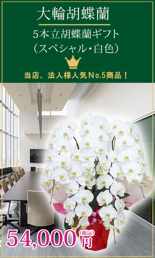 胡蝶蘭スペシャル白色5本立 胡蝶蘭の販売 通販 お祝い 贈答 ギフトのオアシス 胡蝶蘭スペシャル白色5本立 胡蝶蘭の販売 通販 お祝い 贈答 ギフトのオアシス