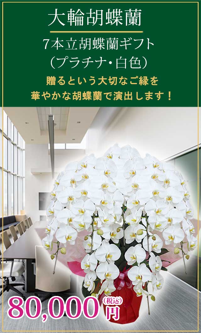 小澤一正、日常の静物-胡蝶蘭-、希少な画集より、新品高級額・額装付 胡蝶蘭プラチナ白色7本立/胡蝶蘭の販売、通販、お祝い、贈答