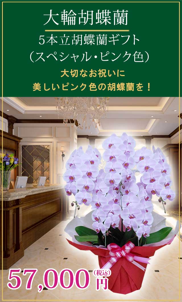 胡蝶蘭スペシャルピンク色5本立/胡蝶蘭の販売、通販、お祝い