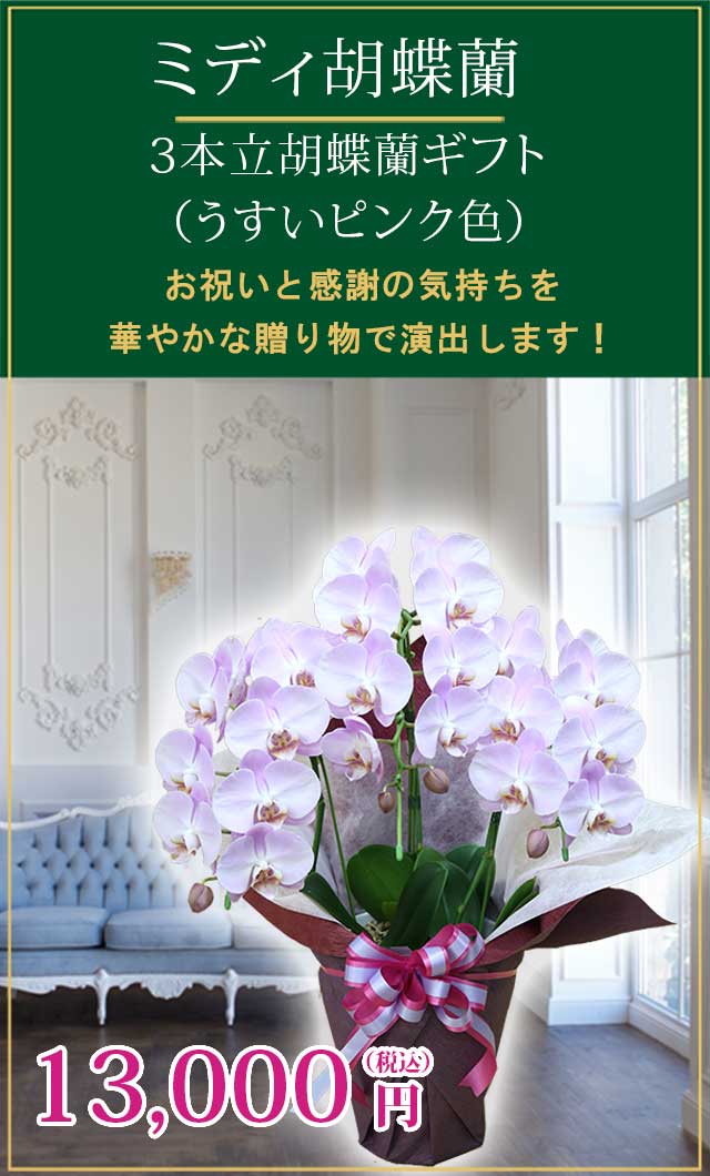 ★ご注文品★英ウクライナ3種80枚（詳細参照） イイハナ】鉢植え「大輪胡蝶蘭3本立ち（ピンク）～プレミアム