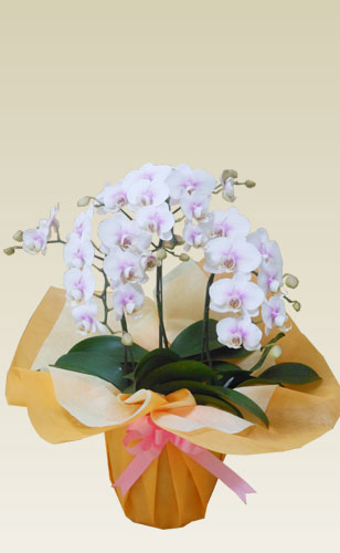 ミディ ３本立胡蝶蘭ギフト（桜ピンク色）の画像