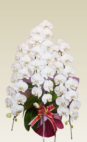 ３本立胡蝶蘭ギフト（プレミアム・白色）の画像