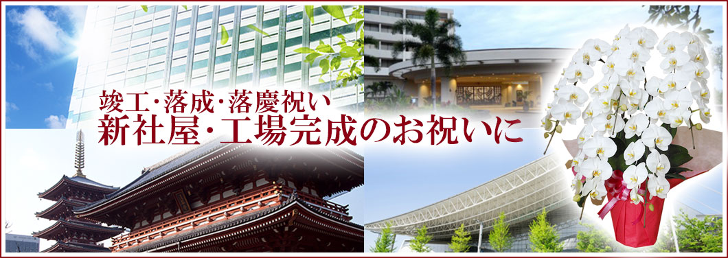 胡蝶蘭を竣工落成落慶祝い新社屋工場完成新設のお祝いに 胡蝶蘭の販売 通販 お祝い 贈答 ギフトのオアシス